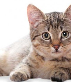 Cat Food