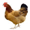 Poultry Feed