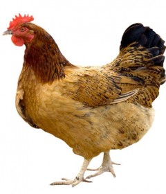 Poultry Feed