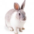 Rabbit Food