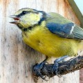 Wild Bird Feed