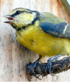 Wild Bird Feed