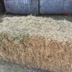 Hay bale aprox 6ft x 2ft 9' x 2ft 9' bale 